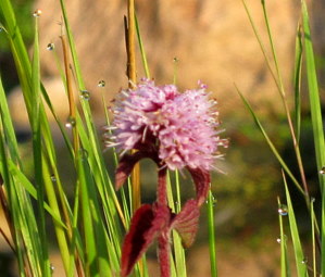 Teichblume